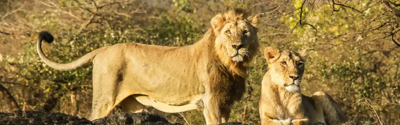 Sasan Gir Wildlife