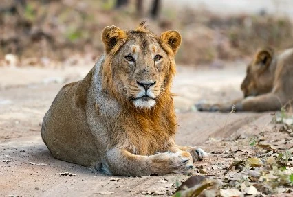 Gir National Park Lion Safari