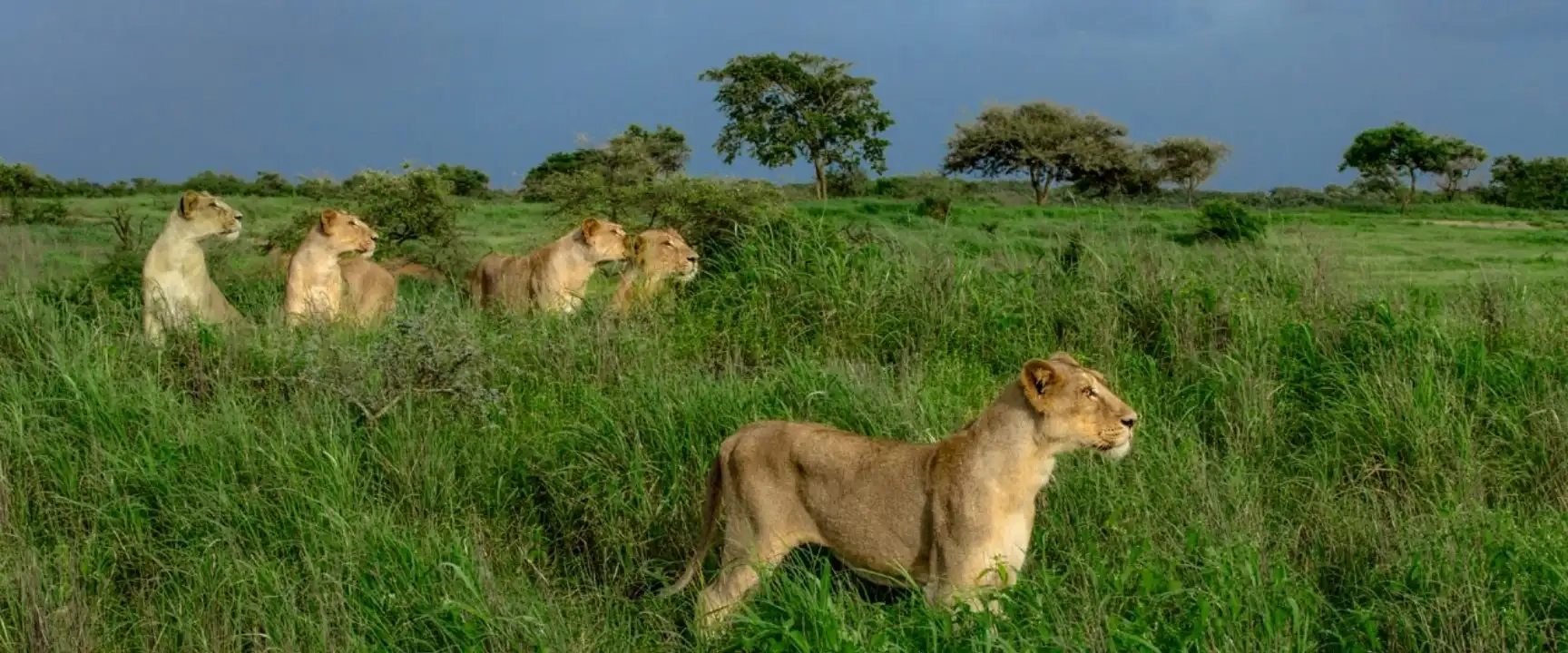 Gujarat Paradise & Gir